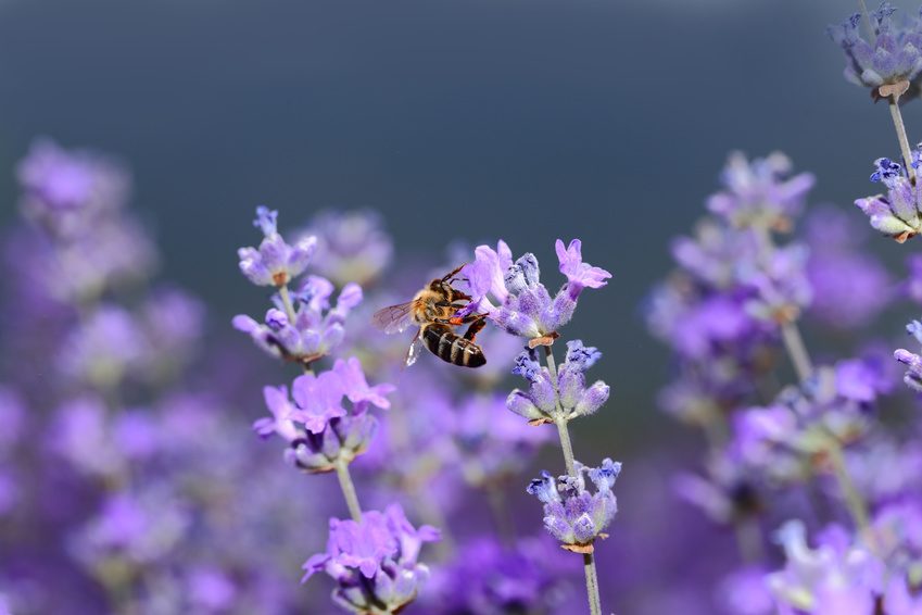 Lavendelblüten