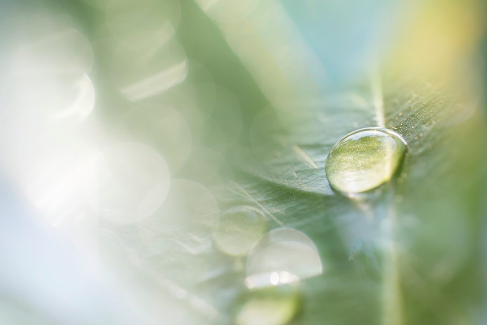 Wassertropfen auf Blatt