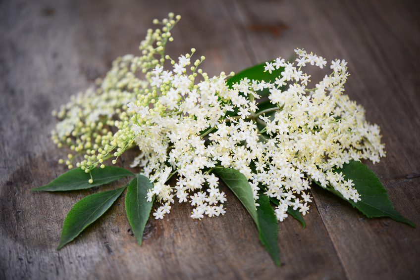 Holunderblüte
